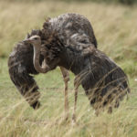 Common Ostrich