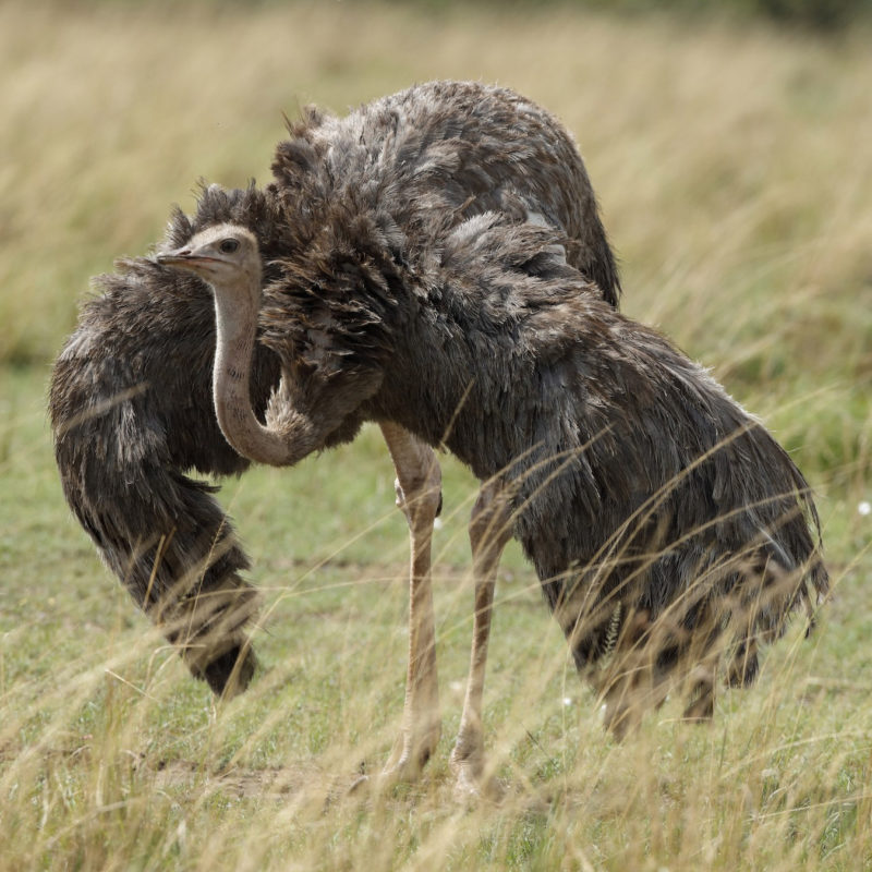 Common Ostrich