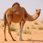 Dromadery Camel