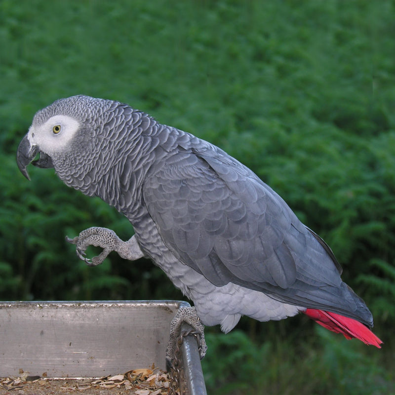 African Grey Parrot