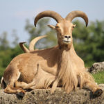 Barbary Sheep