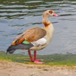 Egyptian Goose