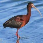 Glossy Ibis