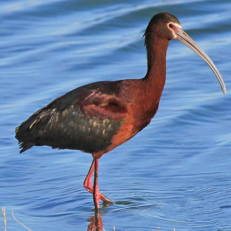 Glossy Ibis