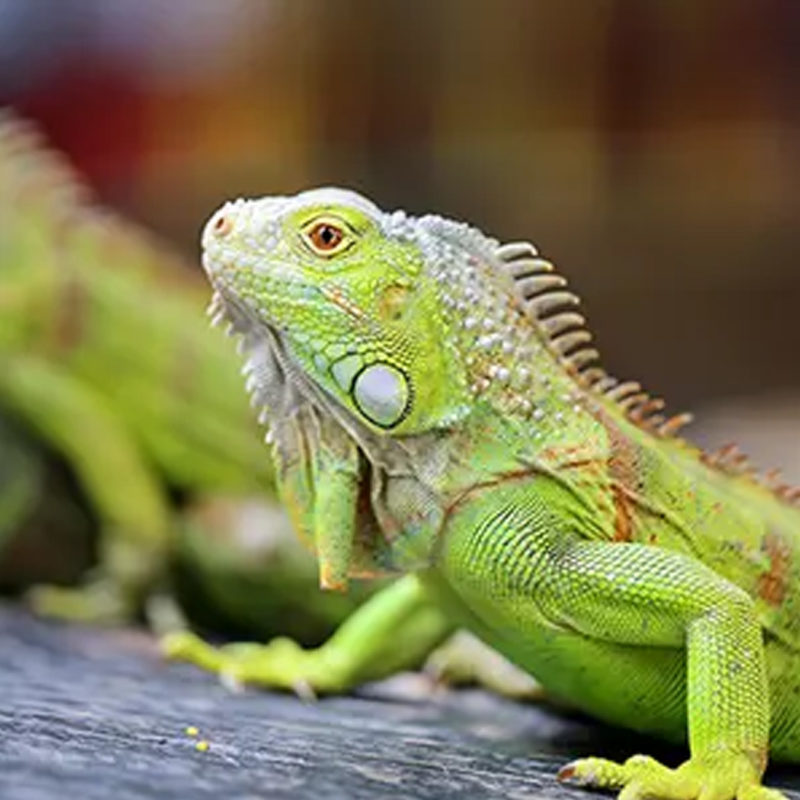 Green Iguana