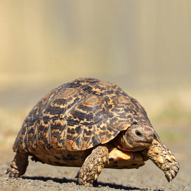 African Leopard Tortoise