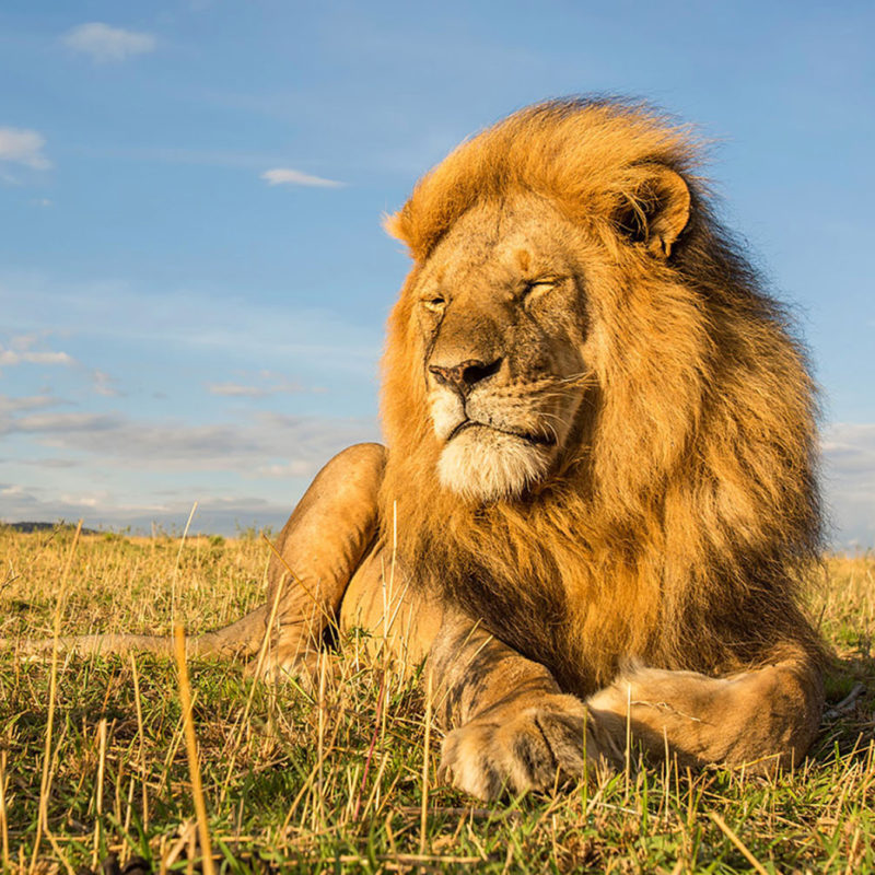 African Lion