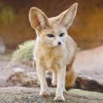 Fennec Fox