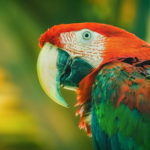 Green Wing Macaw