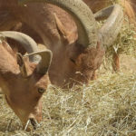 New Little Herd of Barbary Sheep