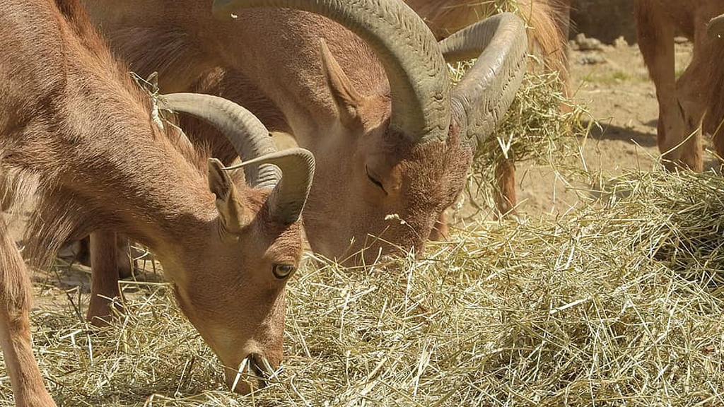 New Little Herd of Barbary Sheep