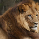Hulk the African Lion Recovers from Surgery