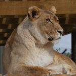 The Queen Lioness In Our Pride