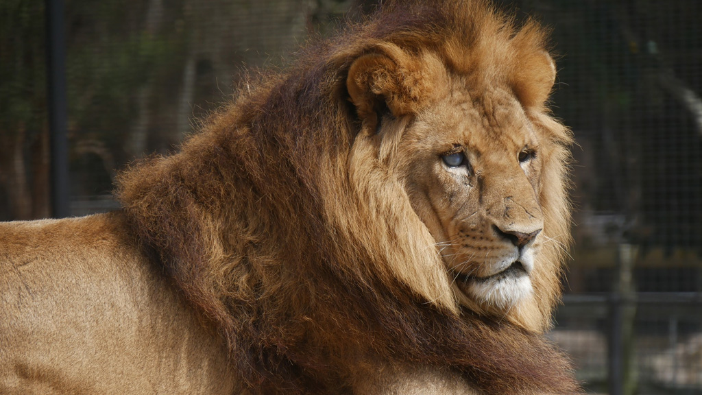 Hulk the African Lion Recovers from Surgery