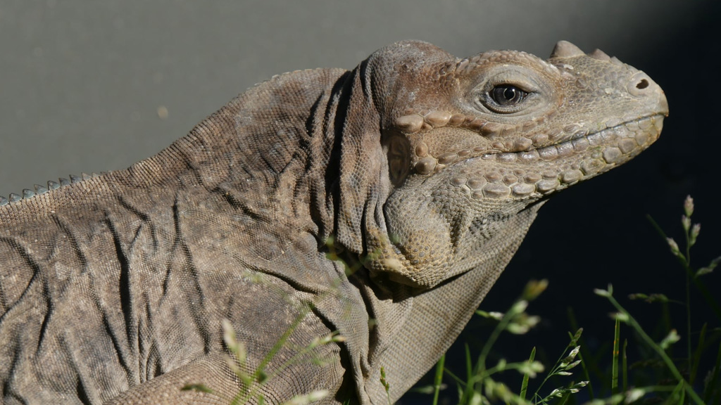 Exotic Reptile Encounter For The Christmas