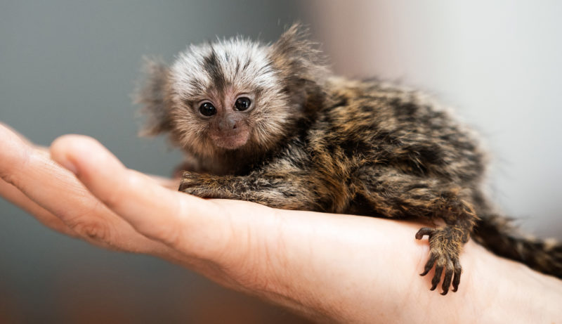 Marmoset Monkey Encounters