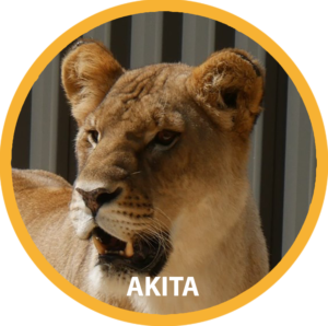 Akita