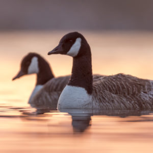 Canada Geese