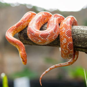 Corn Snake