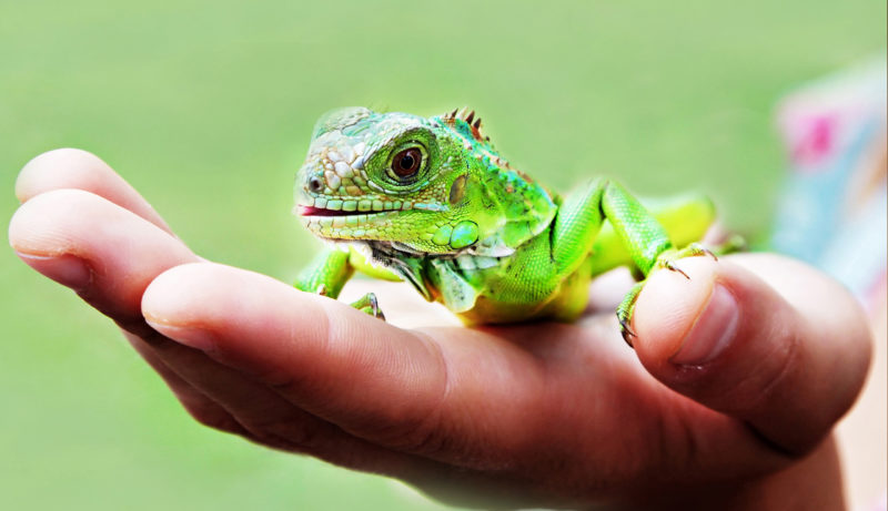 Exotic Reptiles Encounters