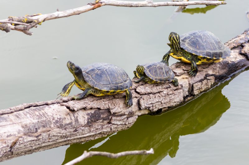 5 of the Funnest Turtle Facts ￼