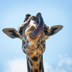 Celebrating World Giraffe Day