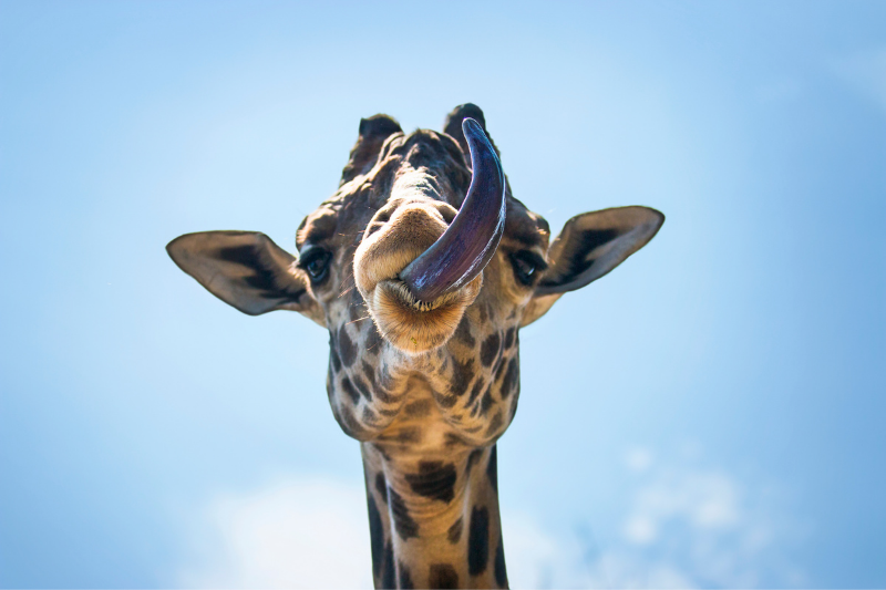 Celebrating World Giraffe Day