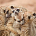 World Meerkat Day