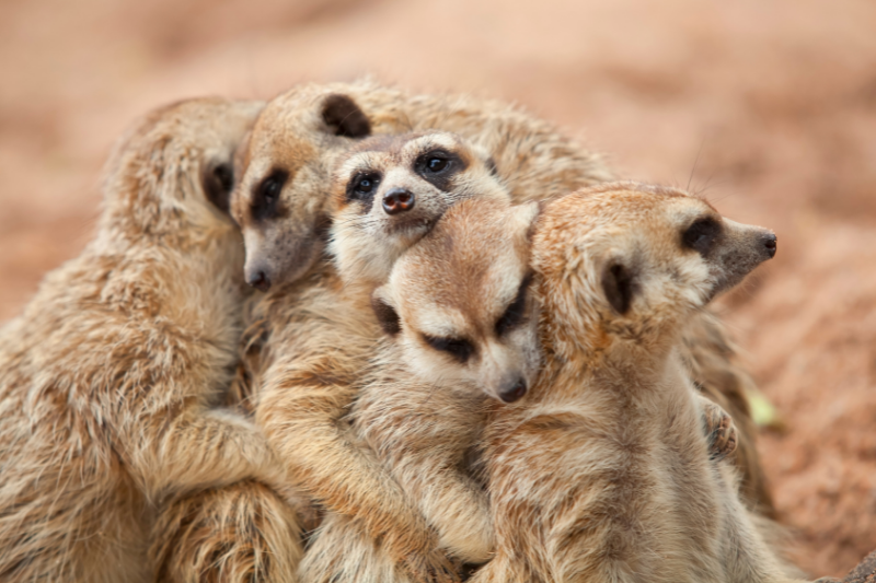 World Meerkat Day