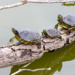 5 of the Funnest Turtle Facts