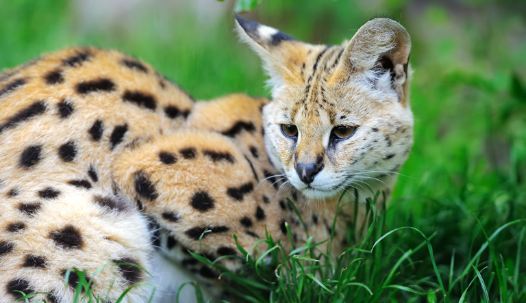 African Serval Encounters
